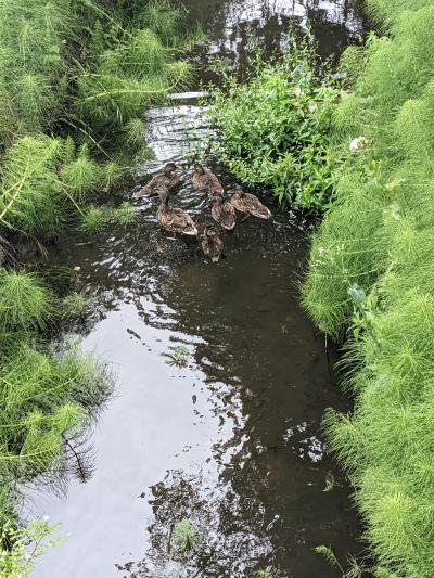 Ducks in creek
